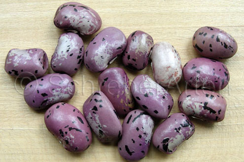 Anhalonium 3