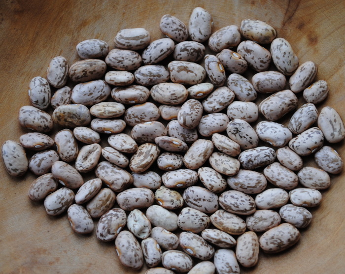 Pinto Bean