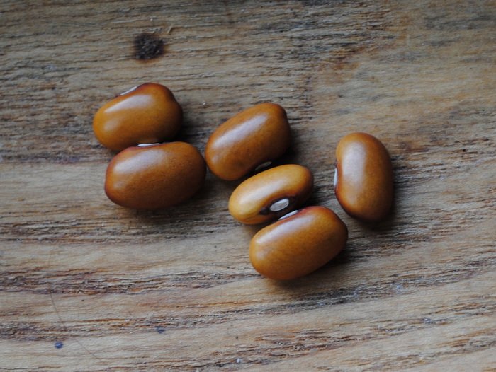 Swedish Brown