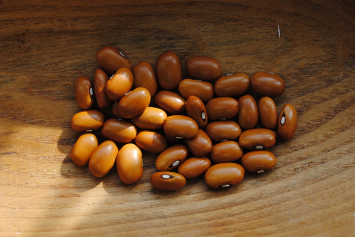 Swedish Brown