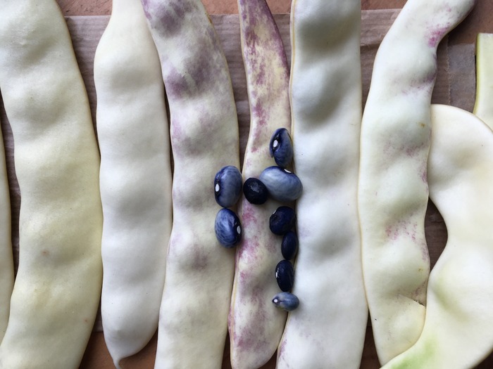 Meraviglia Di Venezia Grano Nero Rampicante Mangiatutto