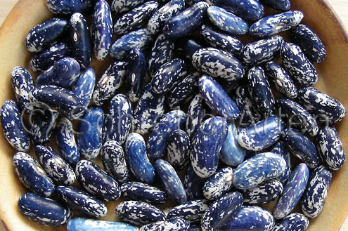 Bamberger Blaue