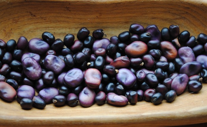 Fioletowy Czyzowskich