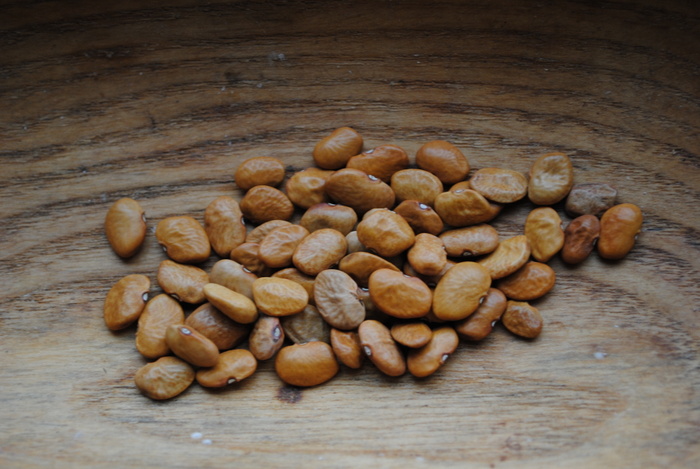 Sonoran Gold Bush (Tepary bean)