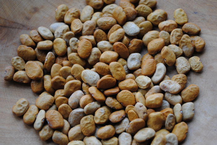 Sacaton BrownTepary bean