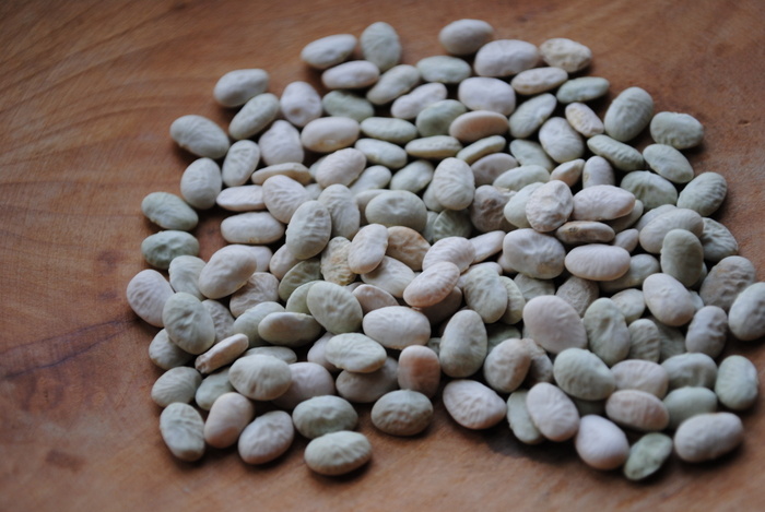 Sacaton White Tepary bean