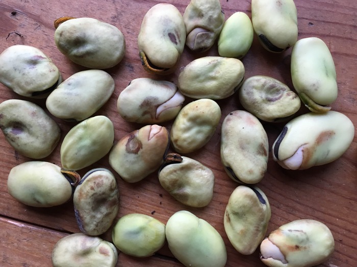 Haba de Peru