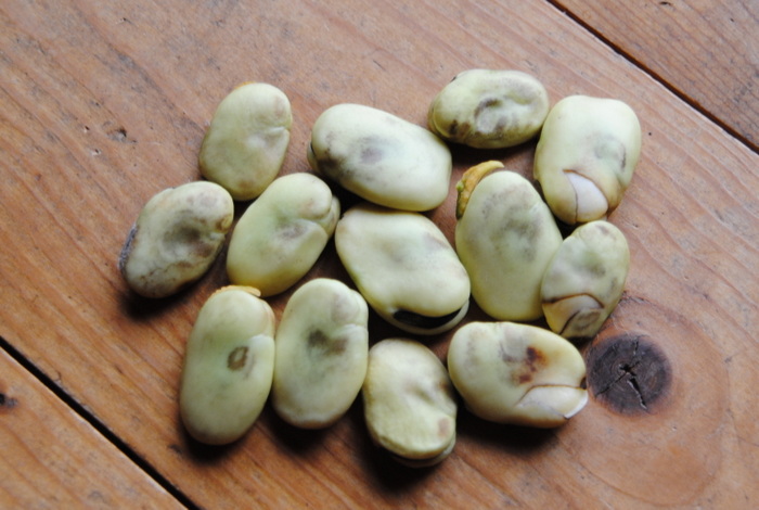 Haba de Peru