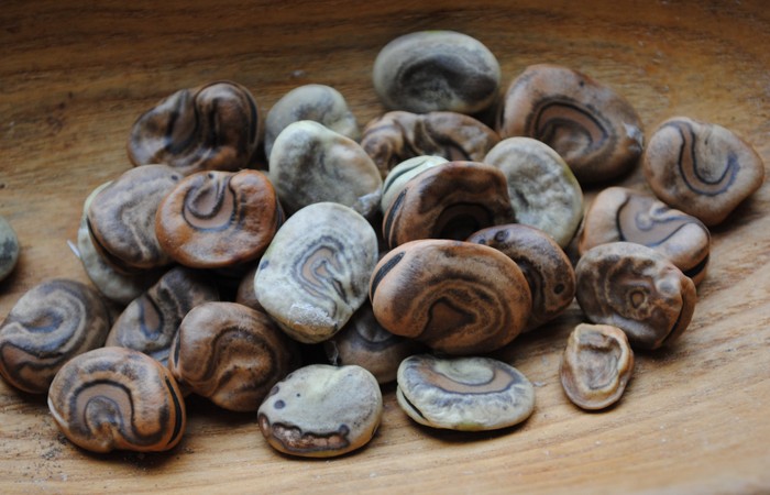 Tarma Spiral (Vicia faba)