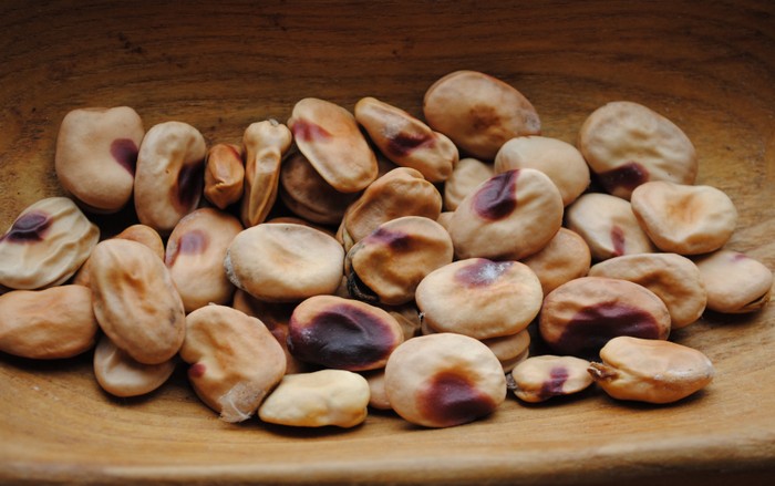 Peruvian Red Cheeck