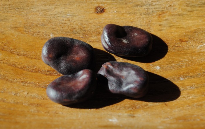 Purple Fava