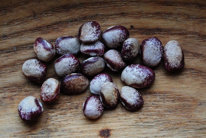 Amish Gnuddel Bean