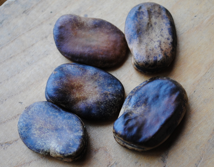 South American Fava