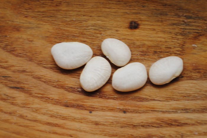 Formella (Lima Bean)