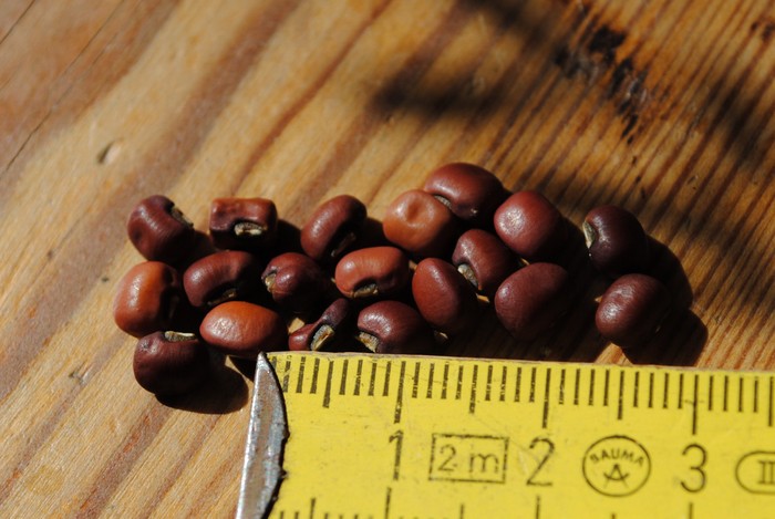 Red Rice  (Vigna umbellata)