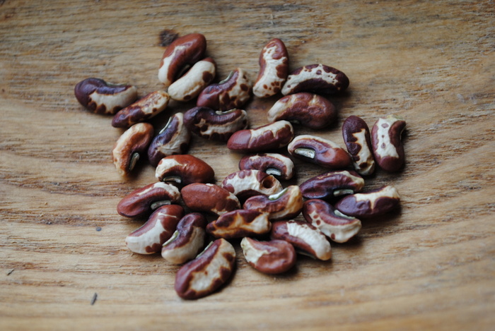 Red Stripe Seed