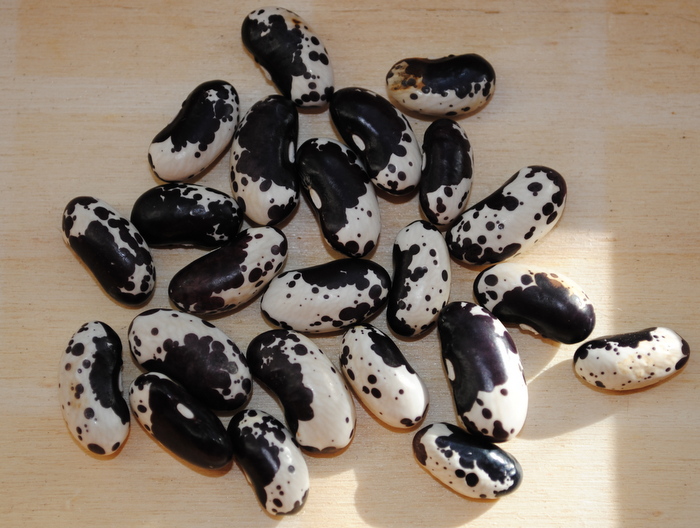 Black and White Trout