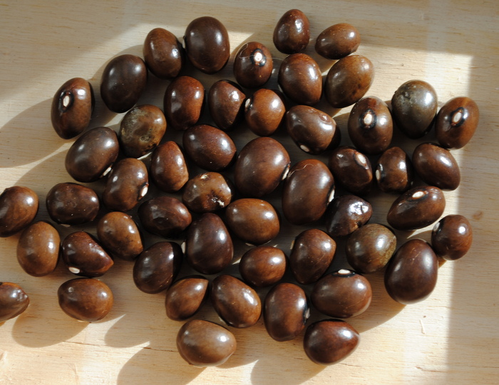 Graines de Cafe