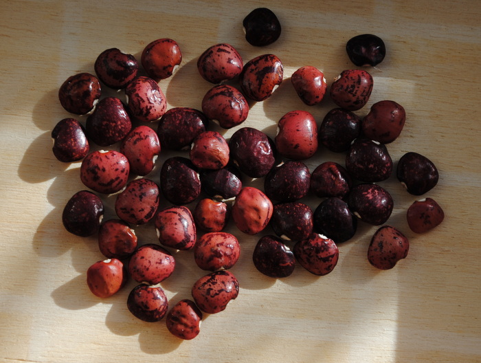 Dixie speckled (Lima bean)