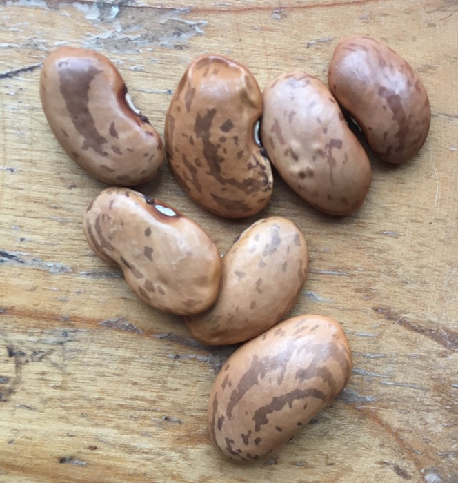 Butterbrodt (Schwertbohne)