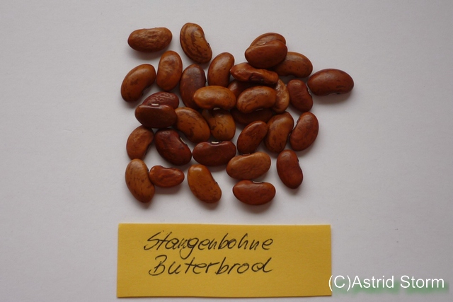 Butterbrodt (Schwertbohne)