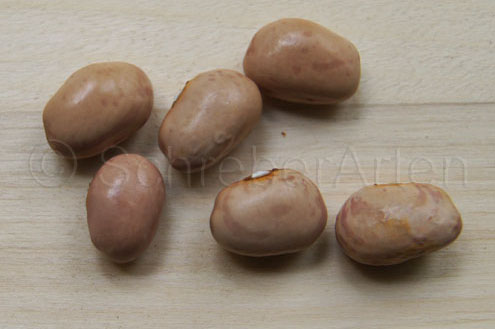 Bird's Egg Horticulture
