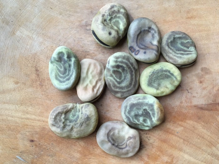 Tarma Spiral (Vicia faba)