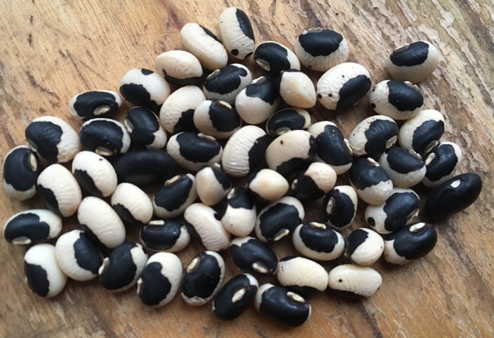 Holstein (Cowpea-Vigna unguiculata subsp.)