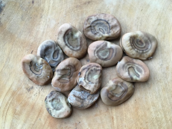 Tarma Spiral (Vicia faba)