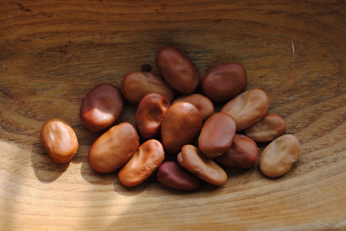 Local Fava bean