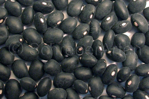 Black Turtle Bean