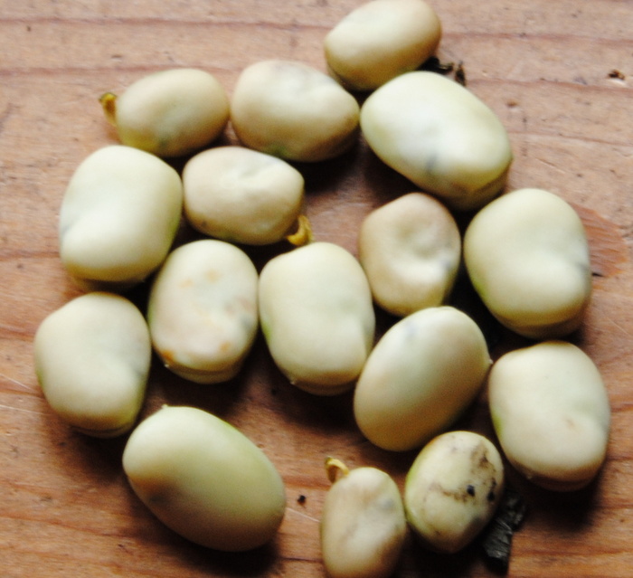 Local Fava bean