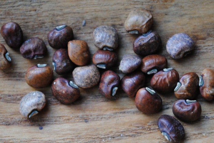 Blue Goose (Cowpea-Vigna unguiculata subsp.)