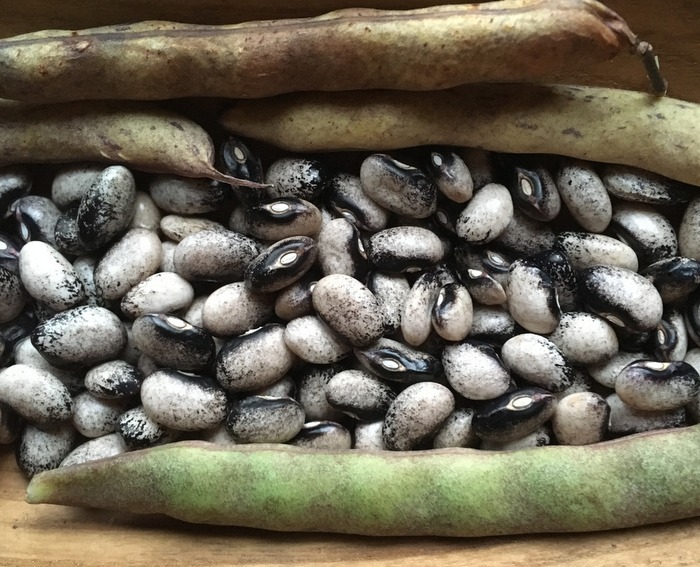 Black Nightfall