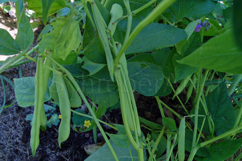 Black Turtle Bean