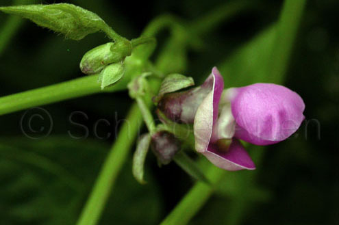 Black Turtle Bean