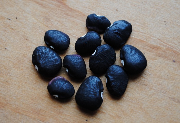 # Red Seeded (Lima bean)