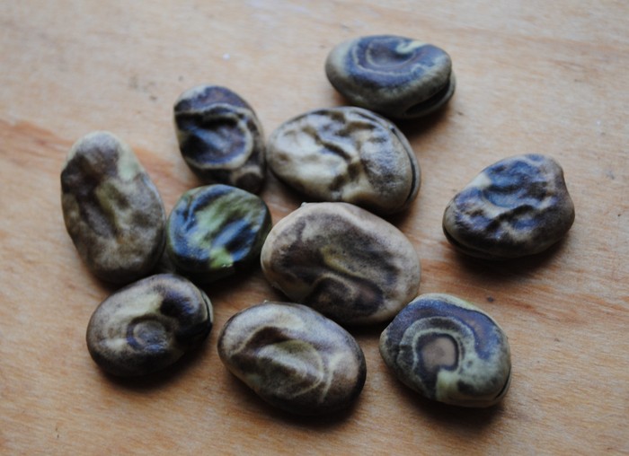 Tarma Spiral (Vicia faba)