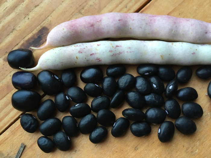 Black Turtle Bean