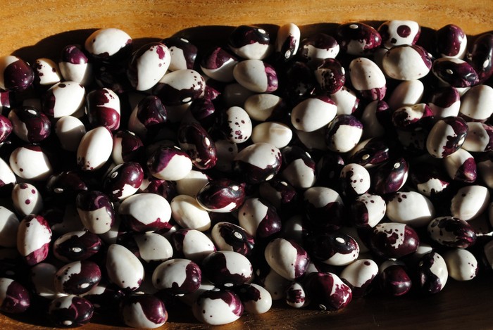 Inca Pea Bean