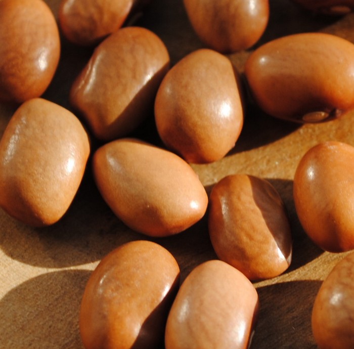 Vadito Bolita