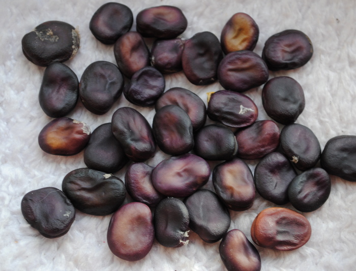 Extra Precoce A Grano Violetto