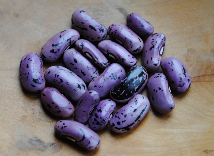 Grano Bicolor