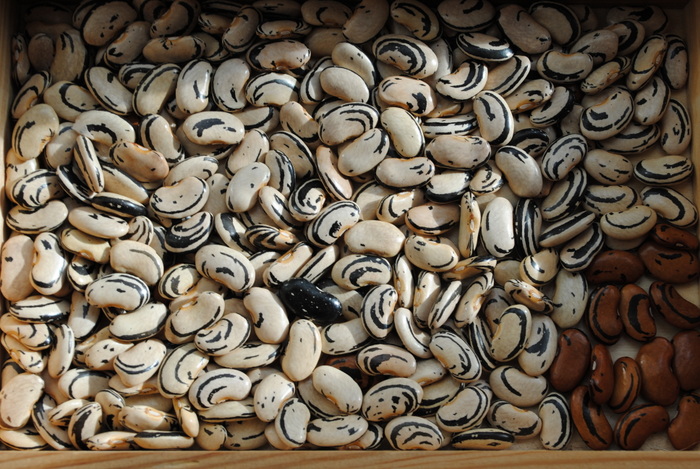 Lohreys Special Bean (Zebra Bohne)