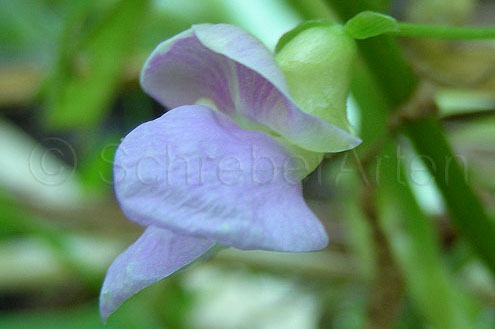 Blaue Flageolet