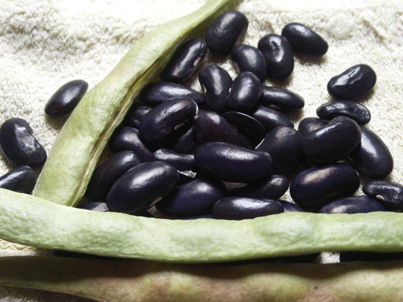 Karl Jank's Schwarze Riesen
