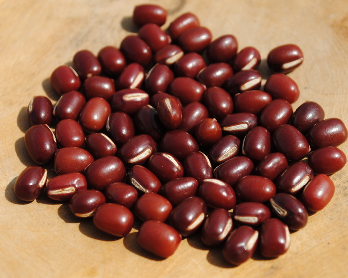 Adzukibohne (Vigna angularis)