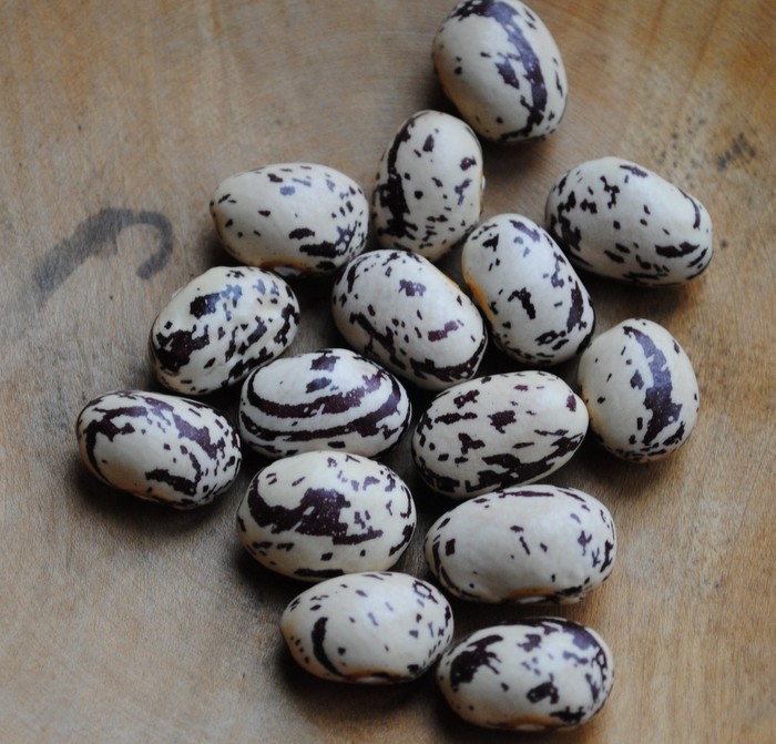 Borlotti