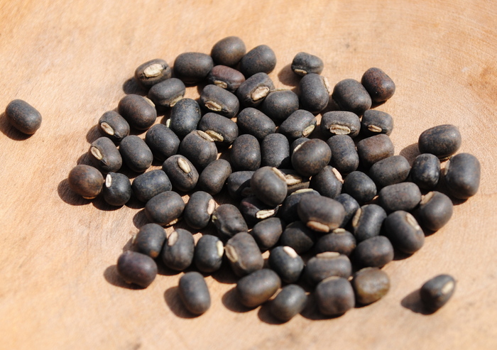 Urdbohne (Vigna mungo)