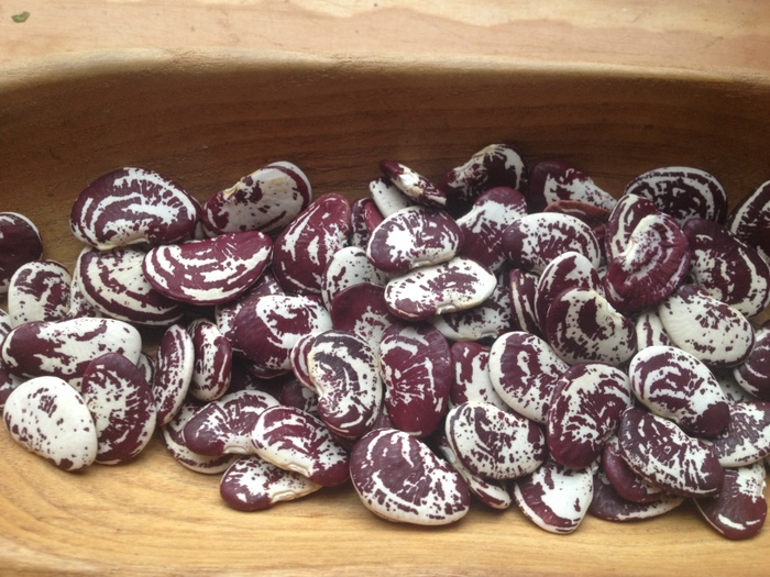 # Markt von Venedig (Lima Bean)